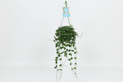 Hoya 'mathilde', 14cm Pot Size, 30cm Tall, Wax Plant Mac.Varigata Rek ...