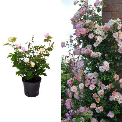 Huge Climbing Tricolour Rose Bush - Pink, White & Apricot - VERY RARE 5L Pot