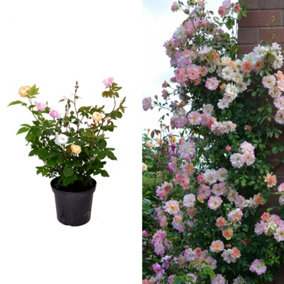 Huge Climbing Tricolour Rose Bush - Pink, White & Apricot - VERY RARE 5L Pot