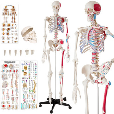 Human skeleton with muscles - white