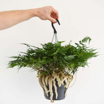 Humata tyermannii White Rabbit s Foot Fern - Easy-Care Hanging ...