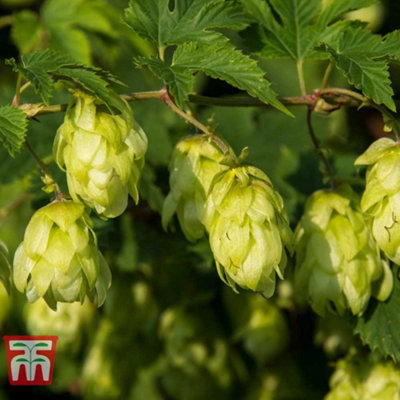 Humulus lupulus 1.7 Litre Potted Plant x 1