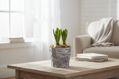Hya Fl 3406 Bark Pot 3Pp size 19 Cm Transport height 25 Hyacinth Indoor ...