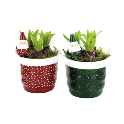 Hya Fl 3845 Snowdrop 3PP, 13cm Pot Size, 20cm Tall, Snowdrop, Indoor ...