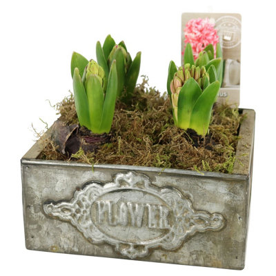 Hya Fl 4904  Box Flower 4PP, 17cm Pot Size, 25cm Tall, Boxwood