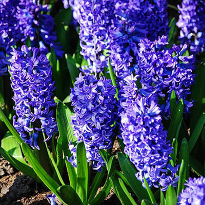 Hyacinth Blue 10 Bulbs size 14/15