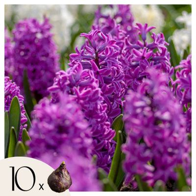 Hyacinth Bulbs - Set of 10 - Hyacinthus Purple Voice - Flower Bulbs