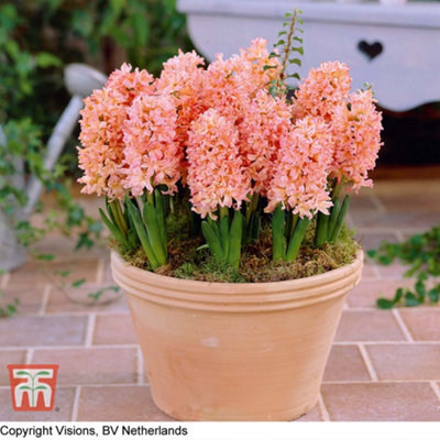 Hyacinth Gypsy Queen - 10 Bulbs