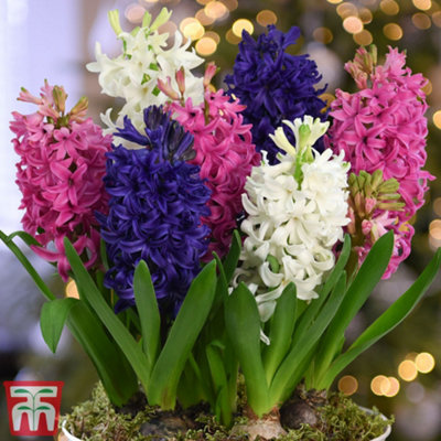 Hyacinth Pagoda Mix 100 Bulbs (Size 14/15)