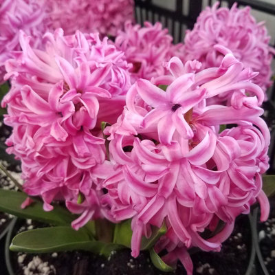 Hyacinth Pink Bulb Trio in 12cm Pot - Three Easy to Grow Hyacinthus ...