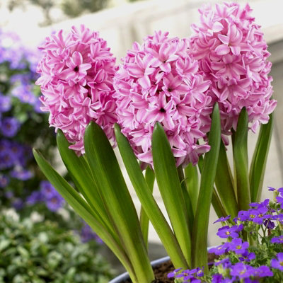 Hyacinth Pink Bulb Trio in 12cm Pot - Three Easy to Grow Hyacinthus ...