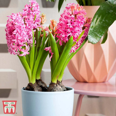 Hyacinth Pink Pearl - 10 Bulbs