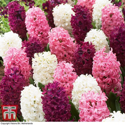 Hyacinth Pretty in Pink 20 Bulbs