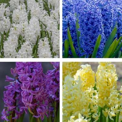 Hyacinth Surprise Bulb Collection 50 Bulbs DIY at B Q