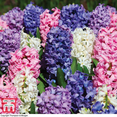 Hyacinth Value Mixed 8 Bulbs (Size 14/15)