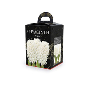 Hyacinth White (3 bulbs) - Gift Box by Jamieson Brothers