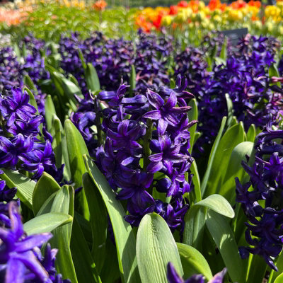 Hyacinthus Peter Stuyvesant 8 x Spring Bulbs - Spring Flowering Perennials