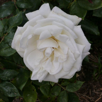 Hybrid Tea Rose Silver Anniversary - Fragrant White Blooms 2 Bare Roots ...