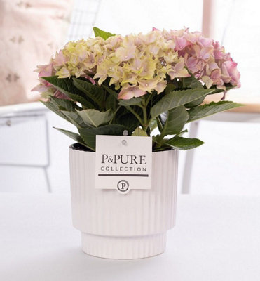 Hydr M Early Rosa Ceramic Ivy, 10cm Pot Size, 25cm Tall, Early Rosa ...