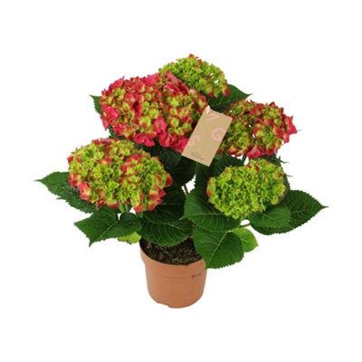 Hydr M Hot Red 5-6 Kop, 14cm Pot Size, 40cm Tall, High Moon Red ...