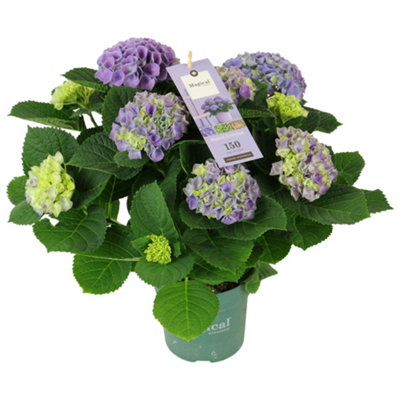 Hydr M Magical Evolution Blue, 14cm Pot Size, 40cm Tall, Hydrangea ...