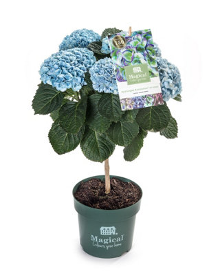 Hydr M Magical Revolution Blau, 14cm Pot Size, 45cm Tall, Magical Opal ...