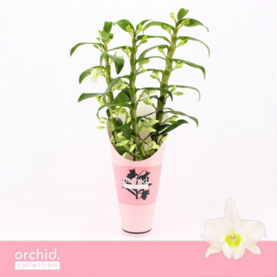 Hydr M Magical Revolution Blau, 14cm Pot Size, 45cm Tall, Magical Opal ...