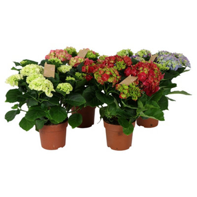 Hydr M Mixed 7-8 Kop, 14cm Pot Size, 40cm Tall, Mixed Hydrangea,Indoor ...