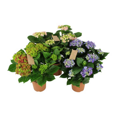 Hydr M Mixed Special 5-6 Kop, 14cm Pot Size, 40cm Tall, Special Mix  Hydrangea,Indoor