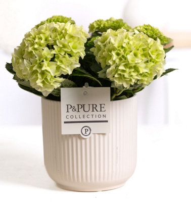 Hydr M Wit Ceramic Sophie, 10cm Pot Size, 25cm Tall, Wit Ceramic Jade ...