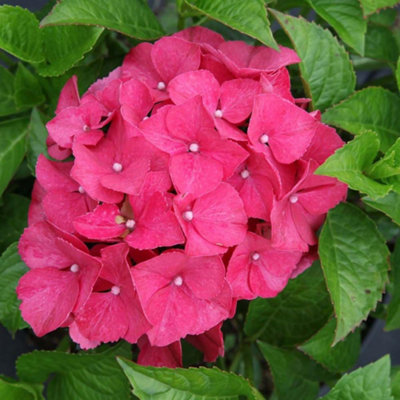 Hydrangea Alpengluehen 3.6 Litre Potted Plant x 1