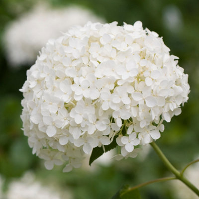 Hydrangea Annabelle Garden Plant - Large White Blooms, Compact Size (20-30cm Height Including Pot)