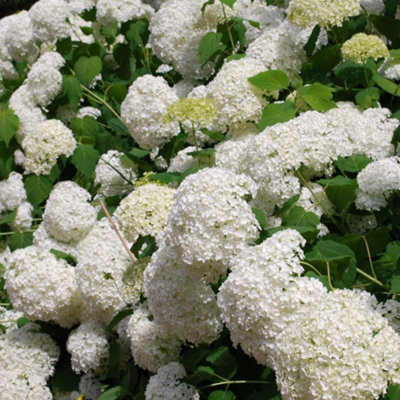 Hydrangea Annabelle Garden Plant - Large White Blooms, Compact Size (20-30cm Height Including Pot)