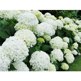 Hydrangea Annabelle Shrub Large Multi Branch Plants Pack of 5 in 3 Litre Pots