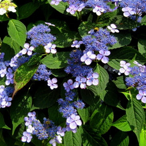 Hydrangea Blue Bird Garden Plant - Blue Lacecap Flowers, Compact Size, Hardy (15-25cm Height Including Pot)