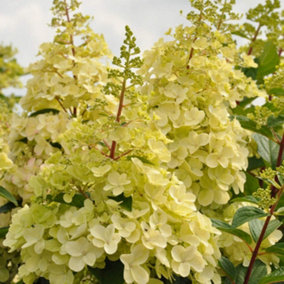 Hydrangea Candlelight 3.5 Litre Potted Plant x 2