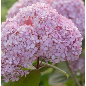Hydrangea Candybelle Bubblegum Shrub Extra Large 3ft in a 5 Litre Pot