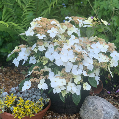 Hydrangea Cloud Nine 9cm Potted Plant x 2