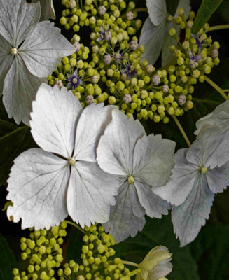 Hydrangea Cloud Nine - Lace Cap Hydrangea 1 x 9cm pot