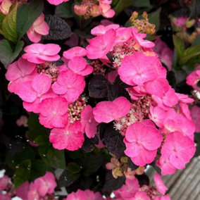 Hydrangea Daredevil Pink Garden Plant - Vibrant Pink Blooms, Compact Size (15-30cm Height Including Pot)