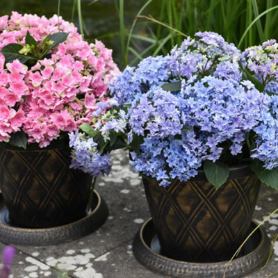 Hydrangea Double Dutch Alkmaar 14cm Potted Plant x 1