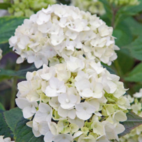 Hydrangea Endless Summer The Bride 5 Litre Potted Plant x 1
