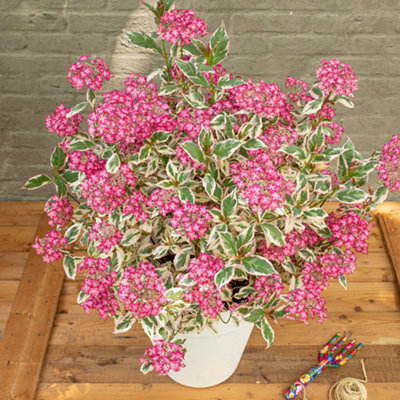 Hydrangea Euphoria Pink Established Plant in 13cm Pot