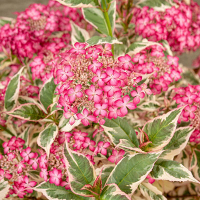 Hydrangea Euphoria Pink Established Plant in 13cm Pot