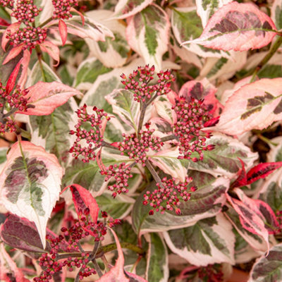 Hydrangea Euphoria Pink Established Plant in 13cm Pot - 3