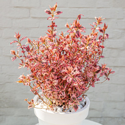 Hydrangea Euphoria Pink Established Plant in 13cm Pot - 4