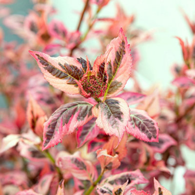 Hydrangea Euphoria Pink Established Plant in 13cm Pot - 5