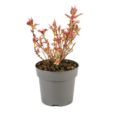 Hydrangea Euphoria Pink Established Plant in 13cm Pot - 6
