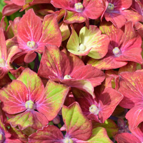 Hydrangea Glam Rock Garden Plant - Colorful Flowers, Compact Size, Hardy (25-35cm Height Including Pot)