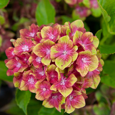 Hydrangea Glam Rock (Schloss Wackerbath) in a 9cm Pot